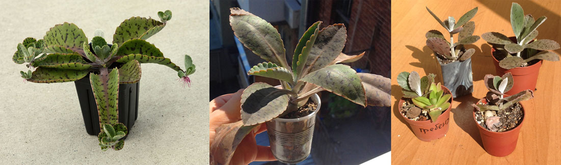 kalanchoe_gastonis_bonnieri.jpg