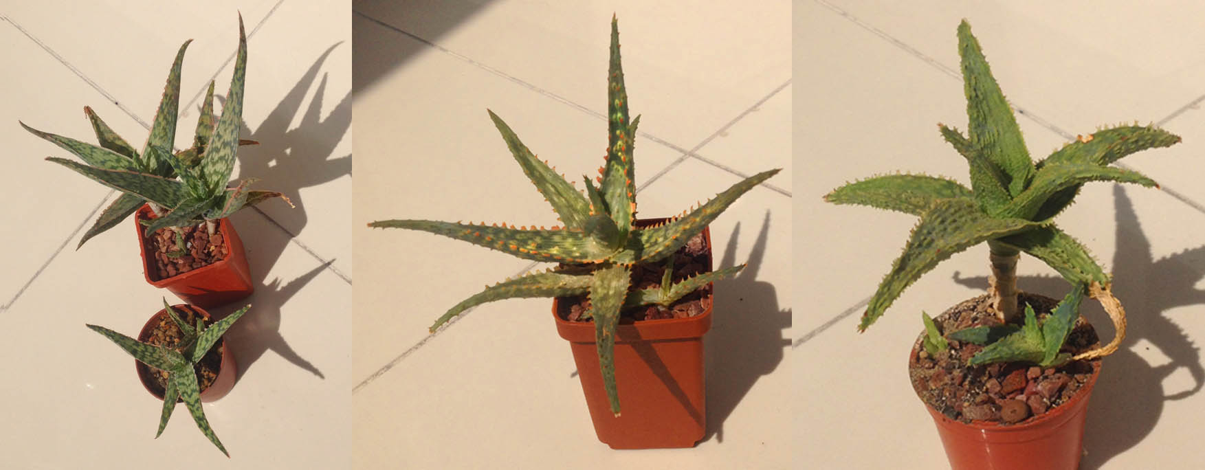 aloe.jpg