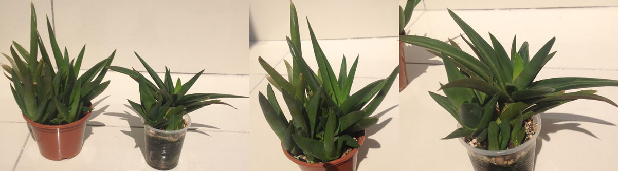 aloe_chocolat.jpg