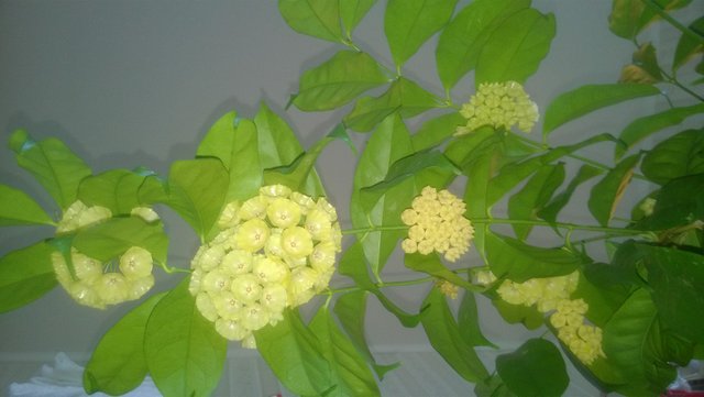 WP_20160617_004.jpg