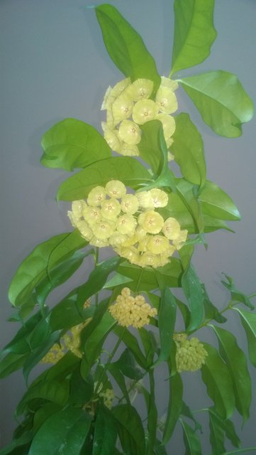 WP_20160617_035.jpg
