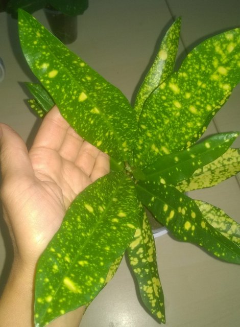 WP_20160809_041.jpg