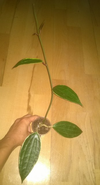 WP_20160809_024.jpg