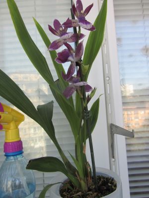 IMG_4650.jpg