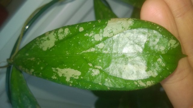 WP_20160809_067.jpg