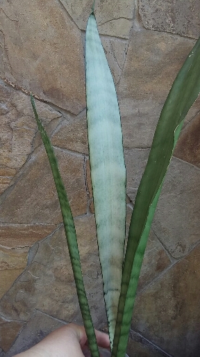 2016-08-09 15.56.23.jpg