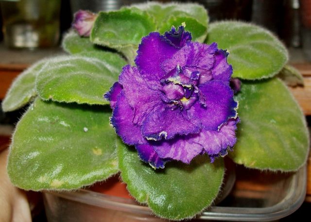 Purple Passion (Sorano).JPG