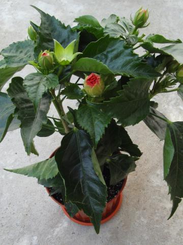 hibiscus.jpg