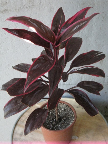 Кордилина Red edge.jpg
