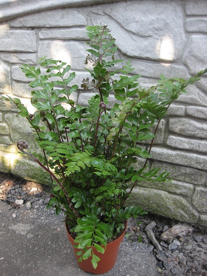 Птерис Радианс (Dryopteris erythrosora 'Radiance').jpg