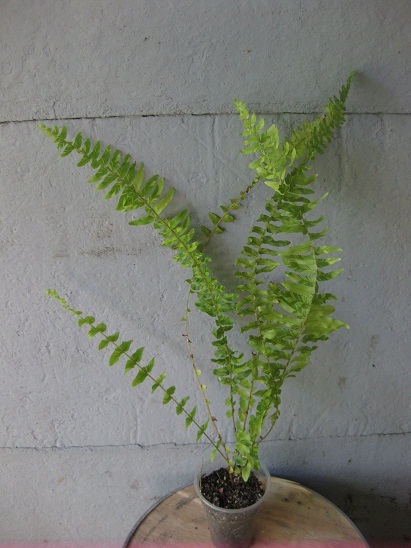 Nephrolepis Exaltata Tiger.jpg