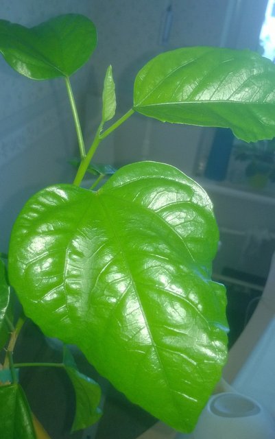 WP_20160810_019.jpg