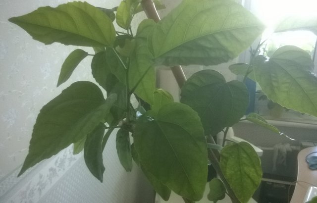 WP_20160810_020.jpg
