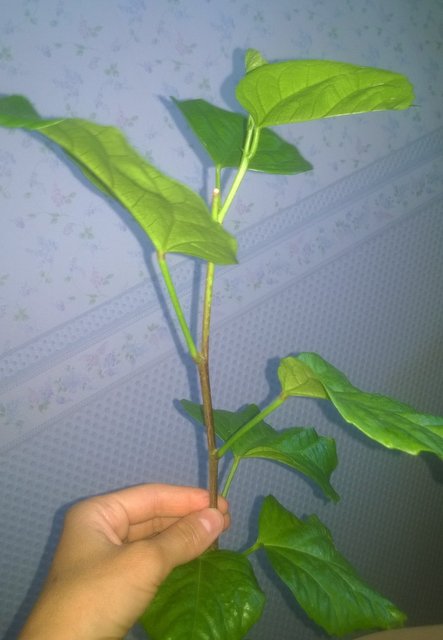 WP_20160810_005.jpg
