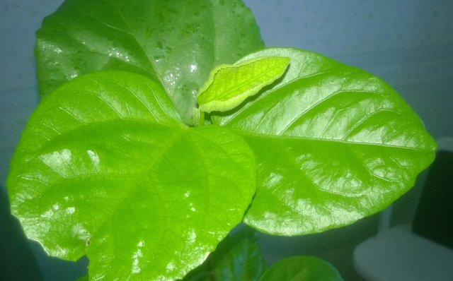 WP_20160810_006.jpg