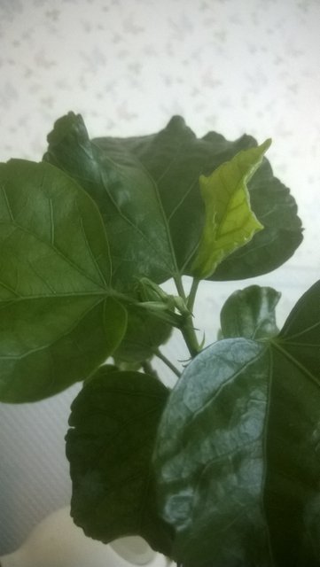 WP_20160809_081.jpg