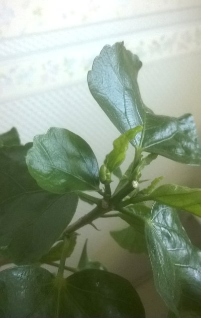 WP_20160809_072.jpg