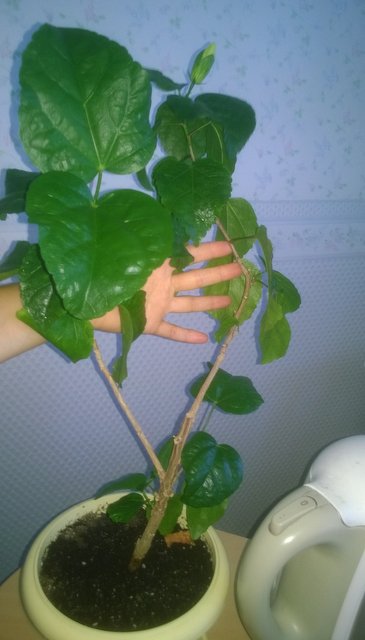 WP_20160810_015.jpg