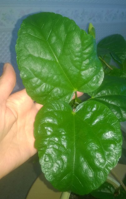WP_20160810_012.jpg