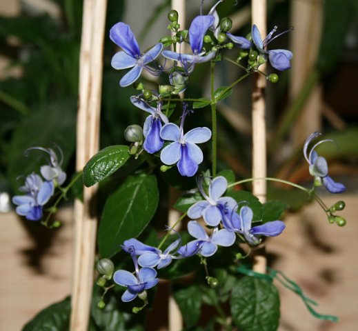 x_8768f461.jpg