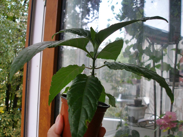 P1010796.JPG