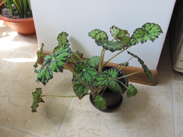 разное 019.jpg