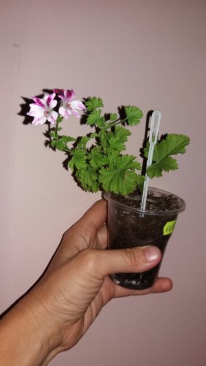debbi_300x533.jpg