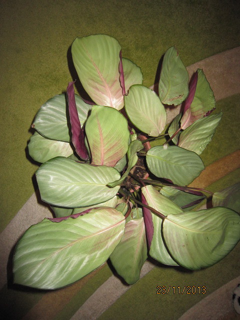 image (1).jpg