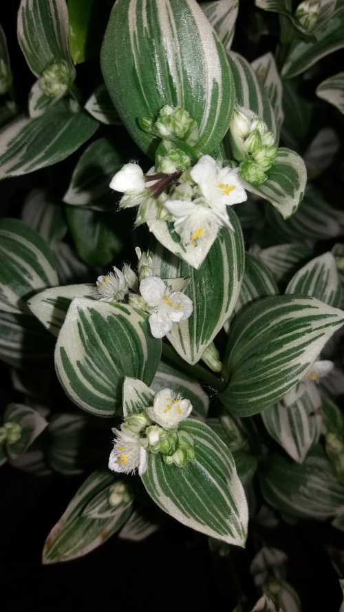 fluminensis variegata (2).jpg
