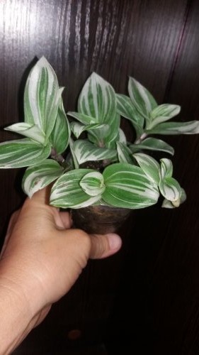 fluminensis variegata (1).jpg