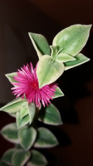 Aptenia cordata variegata (2)_300x533.jpg