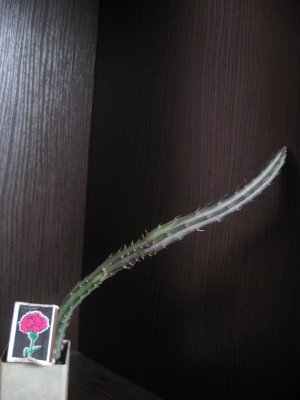 Senecio Stapeliaeformis.jpg