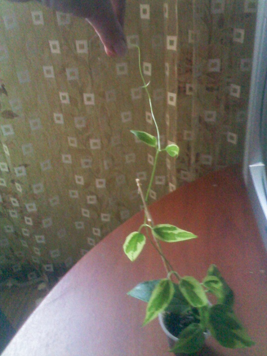 IMG02296.jpg