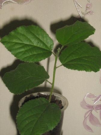 IMG_3463.jpg