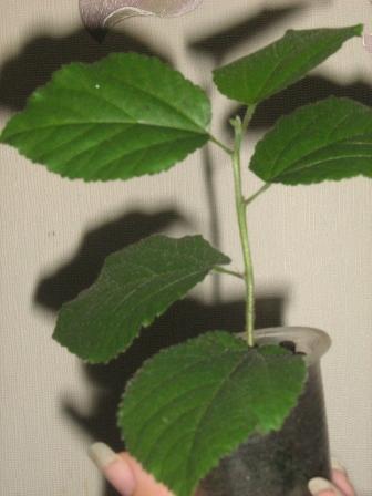 IMG_3461.jpg