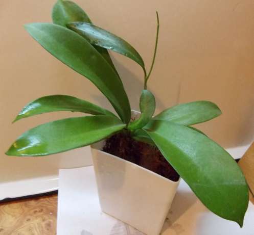 Hoya Pubicalyx Nigrum 'Black Dragon' (черные цветы)...jpg