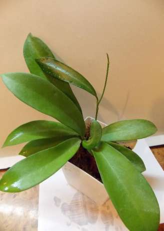 Hoya Pubicalyx Nigrum 'Black Dragon' (черные цветы)..jpg