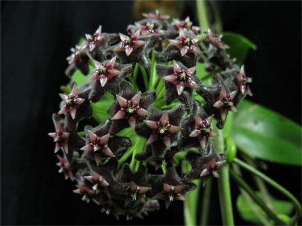Hoya Pubicalyx Nigrum 'Black Dragon' (черные цветы).jpg