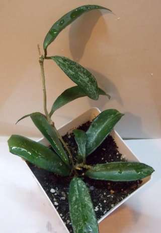 Hoya cv. Minibelle splash.jpg