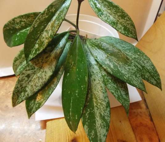 Hoya pubicalyx Silver spread Leaves.jpg