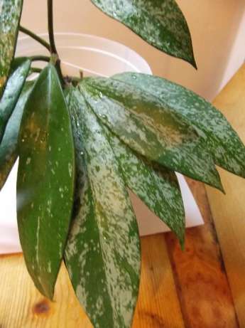 Hoya pubicalyx Silver spread Leaves..jpg