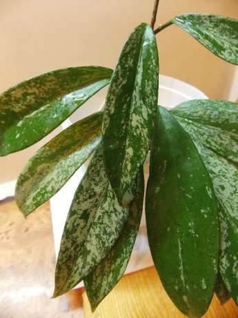 Hoya pubicalyx Silver spread Leaves...jpg