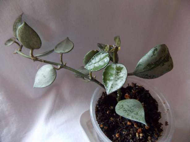 Hoya Lacunosa Eskimo silver..jpg