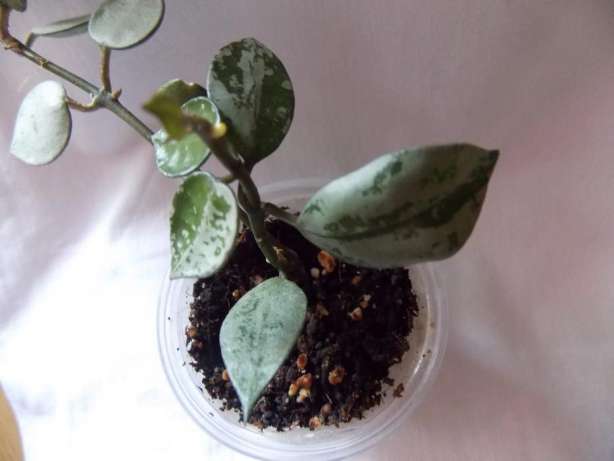 Hoya Lacunosa Eskimo silver.jpg