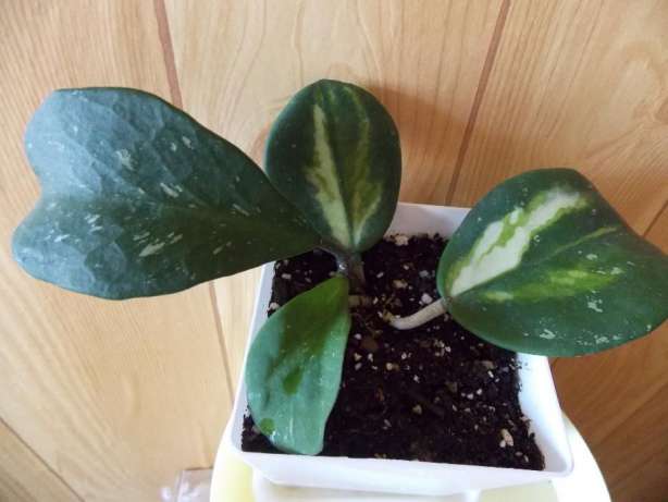 Hoya Obovata Variegata.jpg