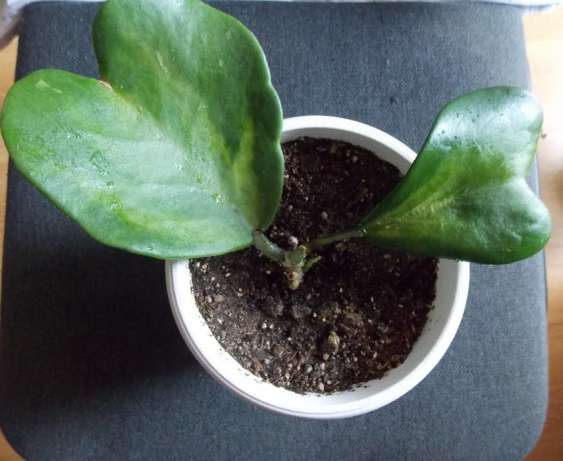 Hoya kerrii yellow variegata.jpg