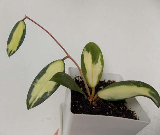 Hoya verticillata variegata.jpg