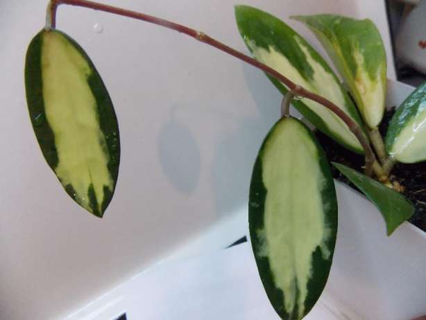Hoya verticillata variegata..jpg