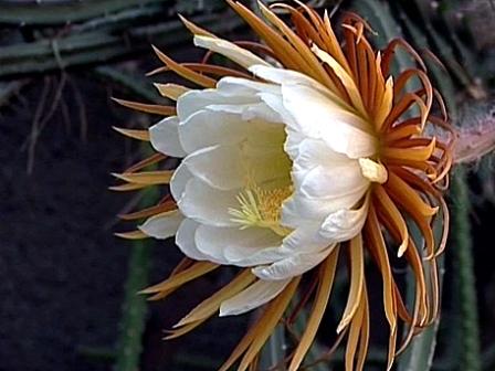 Selenicereus grandiflorus..jpg