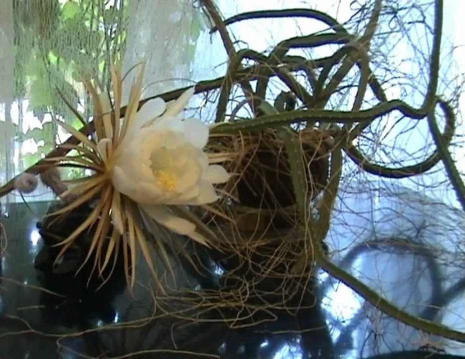 Selenicereus grandiflorus.jpg